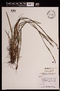 Sisyrinchium angustifolium image