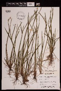 Sisyrinchium angustifolium image