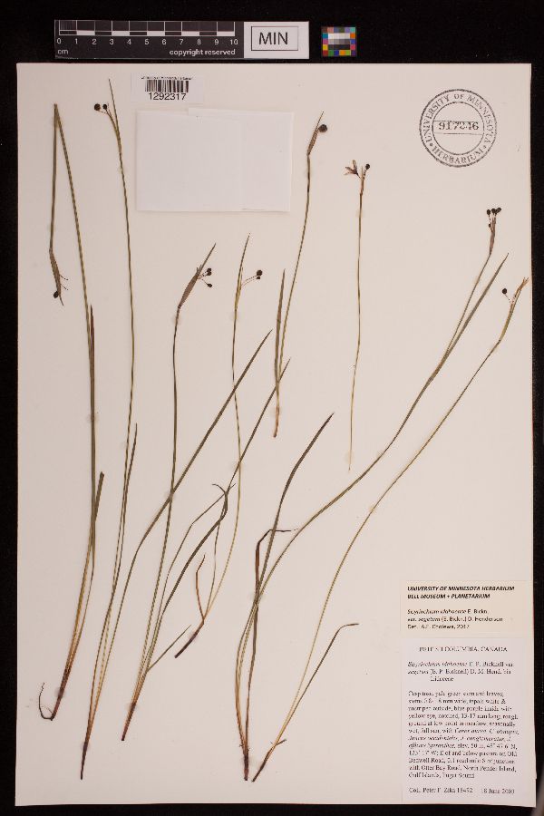 Iridaceae image