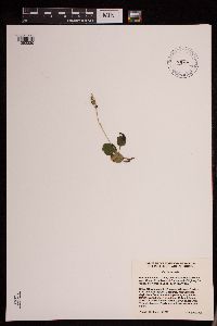 Image of Orthilia secunda