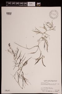 Stuckenia pectinata image