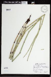Equisetum x ferrissii image