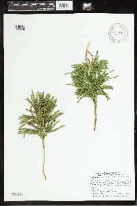 Dendrolycopodium hickeyi image