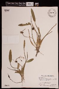Sagittaria rigida image