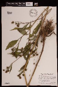 Bidens tripartita image