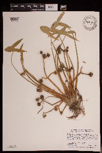 Sagittaria montevidensis image