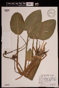 Sagittaria rigida image