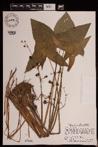 Sagittaria cuneata image