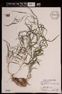 Muhlenbergia frondosa image