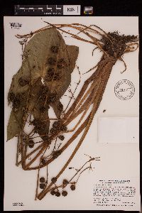 Sagittaria cuneata image