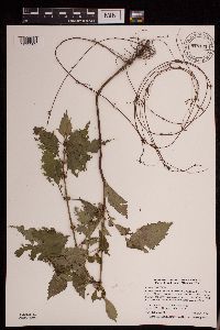 Lycopus virginicus image