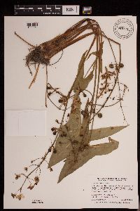 Sagittaria cuneata image