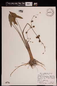 Sagittaria cuneata image