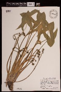 Sagittaria montevidensis image