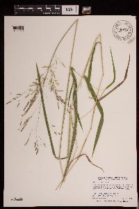 Leersia oryzoides image
