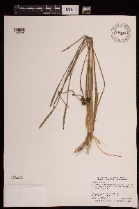 Sagittaria rigida image