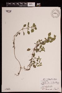 Ludwigia palustris image