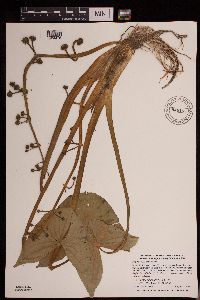 Sagittaria montevidensis image