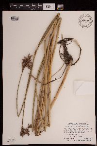Schoenoplectus acutus image