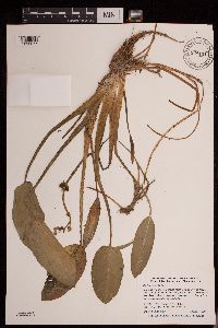Sagittaria rigida image