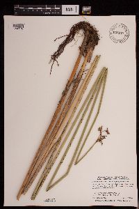 Schoenoplectus acutus image