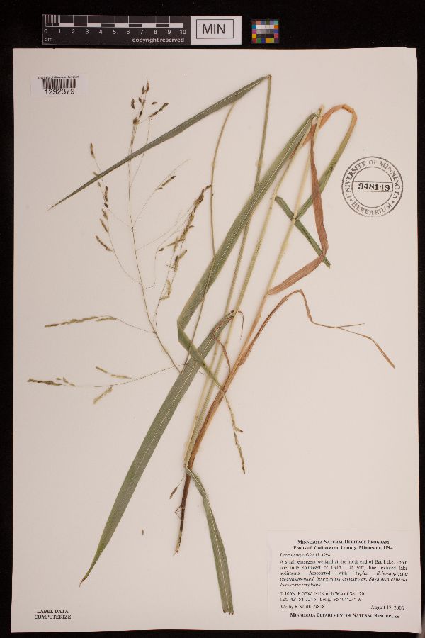 Leersia oryzoides image