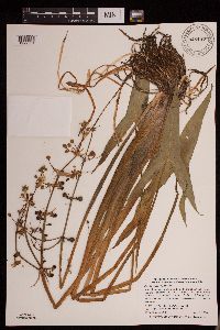 Sagittaria cuneata image