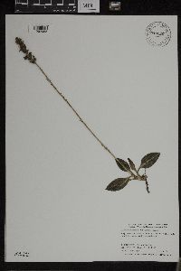 Media resource of Goodyera pubescens