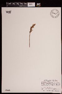 Media resource of Spiranthes cernua