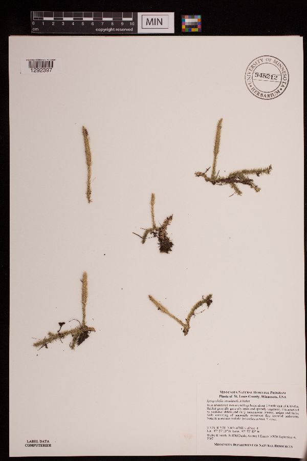 Lycopodiella inundata image