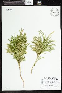 Dendrolycopodium hickeyi image
