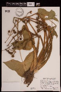 Sagittaria montevidensis image