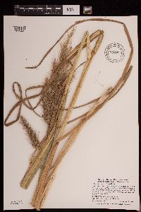 Echinochloa walteri image