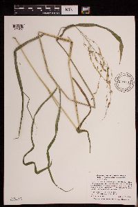 Leersia oryzoides image