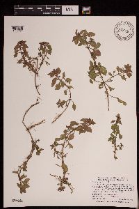 Ludwigia palustris image