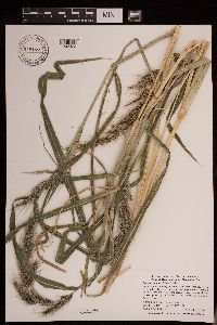 Echinochloa walteri image