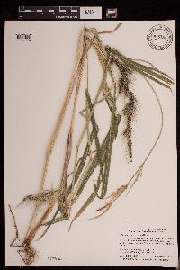 Echinochloa walteri image