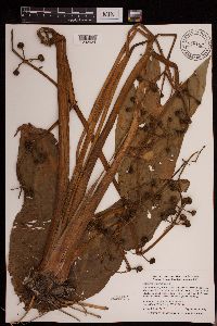 Sagittaria cuneata image
