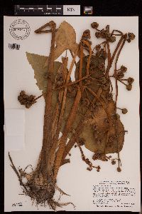 Sagittaria montevidensis image