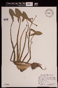 Sagittaria montevidensis image