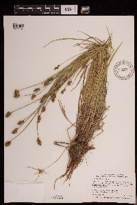 Thumbnail image of current specimen