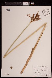 Schoenoplectus tabernaemontani image
