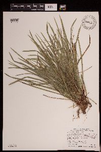 Carex pedunculata image