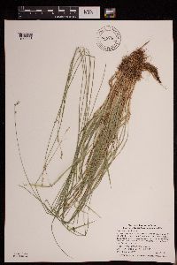 Carex deweyana image