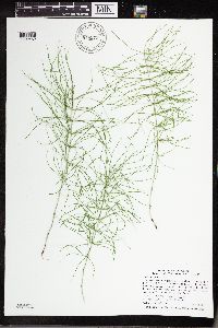 Equisetum pratense image