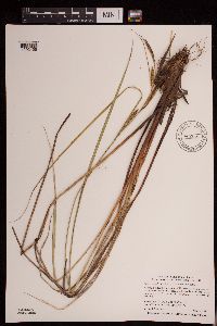 Carex aquatilis var. substricta image
