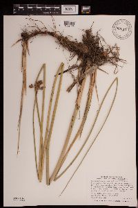Schoenoplectus acutus image