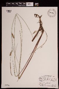 Carex lasiocarpa var. americana image