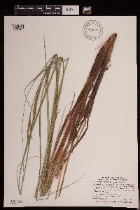Carex aquatilis var. substricta image
