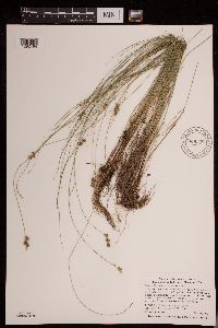 Carex echinata image
